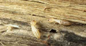 Diagnostic Termites est un diagnostic Obligatoire pour toute Vente Immobilière